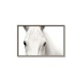 Picture of White horse _GroupedProduct_Rectangle_Landscape_Photography _GroupedProduct_Rectangle_Landscape_Canvas_Framed_