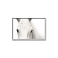 Picture of White horse _GroupedProduct_Rectangle_Landscape_Photography _GroupedProduct_Rectangle_Landscape_Canvas_Framed_