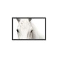 Picture of White horse _GroupedProduct_Rectangle_Landscape_Photography _GroupedProduct_Rectangle_Landscape_Canvas_Framed_