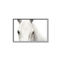 Picture of White horse _GroupedProduct_Rectangle_Landscape_Photography _GroupedProduct_Rectangle_Landscape_Canvas_Framed_