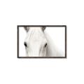 Picture of White horse _GroupedProduct_Rectangle_Landscape_Photography _GroupedProduct_Rectangle_Landscape_Canvas_Framed_
