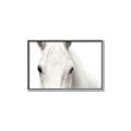 Picture of White horse _GroupedProduct_Rectangle_Landscape_Photography _GroupedProduct_Rectangle_Landscape_Canvas_Framed_