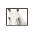 Picture of White horse _GroupedProduct_Rectangle_Landscape_Photography _GroupedProduct_Rectangle_Landscape_Canvas_Framed_