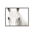 Picture of White horse _GroupedProduct_Rectangle_Landscape_Photography _GroupedProduct_Rectangle_Landscape_Canvas_Framed_