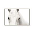 Picture of White horse _GroupedProduct_Rectangle_Landscape_Photography _GroupedProduct_Rectangle_Landscape_Canvas_Framed_