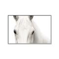 Picture of White horse _GroupedProduct_Rectangle_Landscape_Photography _GroupedProduct_Rectangle_Landscape_Canvas_Framed_