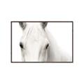 Picture of White horse _GroupedProduct_Rectangle_Landscape_Photography _GroupedProduct_Rectangle_Landscape_Canvas_Framed_