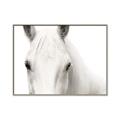 Picture of White horse _GroupedProduct_Rectangle_Landscape_Photography _GroupedProduct_Rectangle_Landscape_Canvas_Framed_