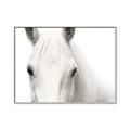 Picture of White horse _GroupedProduct_Rectangle_Landscape_Photography _GroupedProduct_Rectangle_Landscape_Canvas_Framed_