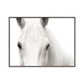 Picture of White horse _GroupedProduct_Rectangle_Landscape_Photography _GroupedProduct_Rectangle_Landscape_Canvas_Framed_