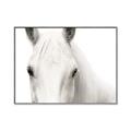 Picture of White horse _GroupedProduct_Rectangle_Landscape_Photography _GroupedProduct_Rectangle_Landscape_Canvas_Framed_