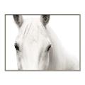 Picture of White horse _GroupedProduct_Rectangle_Landscape_Photography _GroupedProduct_Rectangle_Landscape_Canvas_Framed_
