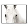 Picture of White horse _GroupedProduct_Rectangle_Landscape_Photography _GroupedProduct_Rectangle_Landscape_Canvas_Framed_