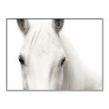 Picture of White horse _GroupedProduct_Rectangle_Landscape_Photography _GroupedProduct_Rectangle_Landscape_Canvas_Framed_