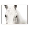 Picture of White horse _GroupedProduct_Rectangle_Landscape_Photography _GroupedProduct_Rectangle_Landscape_Canvas_Framed_