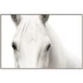 Picture of White horse _GroupedProduct_Rectangle_Landscape_Photography _GroupedProduct_Rectangle_Landscape_Canvas_Framed_