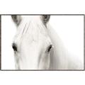 Picture of White horse _GroupedProduct_Rectangle_Landscape_Photography _GroupedProduct_Rectangle_Landscape_Canvas_Framed_