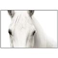 Picture of White horse _GroupedProduct_Rectangle_Landscape_Photography _GroupedProduct_Rectangle_Landscape_Canvas_Framed_