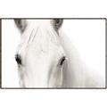 Picture of White horse _GroupedProduct_Rectangle_Landscape_Photography _GroupedProduct_Rectangle_Landscape_Canvas_Framed_