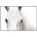 Picture of White horse _GroupedProduct_Rectangle_Landscape_Photography _GroupedProduct_Rectangle_Landscape_Canvas_Framed_