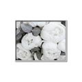 Picture of White Blooms _GroupedProduct_Rectangle_Landscape_Photography _GroupedProduct_Rectangle_Landscape_Canvas_Framed_