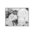 Picture of White Blooms _GroupedProduct_Rectangle_Landscape_Photography _GroupedProduct_Rectangle_Landscape_Canvas_Framed_
