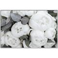 Picture of White Blooms _GroupedProduct_Rectangle_Landscape_Photography _GroupedProduct_Rectangle_Landscape_Canvas_Framed_