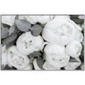 Picture of White Blooms _GroupedProduct_Rectangle_Landscape_Photography _GroupedProduct_Rectangle_Landscape_Canvas_Framed_