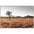Picture of One Tree _GroupedProduct_Rectangle_Landscape_Photography _GroupedProduct_Rectangle_Landscape_Canvas_Framed_