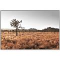 Picture of One Tree _GroupedProduct_Rectangle_Landscape_Photography _GroupedProduct_Rectangle_Landscape_Canvas_Framed_