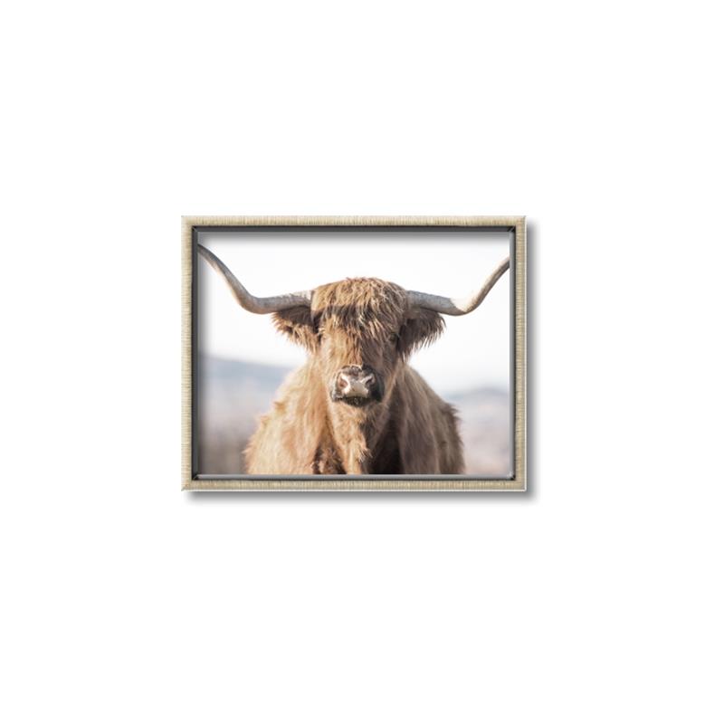 Picture of Shaggy Bull II _GroupedProduct_Rectangle_Landscape_Photography _GroupedProduct_Rectangle_Landscape_Canvas_Framed_