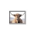 Picture of Shaggy Bull II _GroupedProduct_Rectangle_Landscape_Photography _GroupedProduct_Rectangle_Landscape_Canvas_Framed_