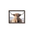 Picture of Shaggy Bull II _GroupedProduct_Rectangle_Landscape_Photography _GroupedProduct_Rectangle_Landscape_Canvas_Framed_
