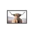 Picture of Shaggy Bull II _GroupedProduct_Rectangle_Landscape_Photography _GroupedProduct_Rectangle_Landscape_Canvas_Framed_