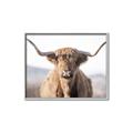 Picture of Shaggy Bull II _GroupedProduct_Rectangle_Landscape_Photography _GroupedProduct_Rectangle_Landscape_Canvas_Framed_