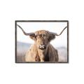 Picture of Shaggy Bull II _GroupedProduct_Rectangle_Landscape_Photography _GroupedProduct_Rectangle_Landscape_Canvas_Framed_