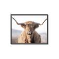 Picture of Shaggy Bull II _GroupedProduct_Rectangle_Landscape_Photography _GroupedProduct_Rectangle_Landscape_Canvas_Framed_