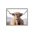 Picture of Shaggy Bull II _GroupedProduct_Rectangle_Landscape_Photography _GroupedProduct_Rectangle_Landscape_Canvas_Framed_