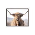 Picture of Shaggy Bull II _GroupedProduct_Rectangle_Landscape_Photography _GroupedProduct_Rectangle_Landscape_Canvas_Framed_