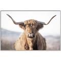Picture of Shaggy Bull II _GroupedProduct_Rectangle_Landscape_Photography _GroupedProduct_Rectangle_Landscape_Canvas_Framed_