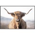 Picture of Shaggy Bull II _GroupedProduct_Rectangle_Landscape_Photography _GroupedProduct_Rectangle_Landscape_Canvas_Framed_