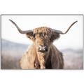 Picture of Shaggy Bull II _GroupedProduct_Rectangle_Landscape_Photography _GroupedProduct_Rectangle_Landscape_Canvas_Framed_