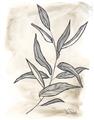 Picture of Antiqued Leaves I _GroupedProduct_Rectangle_Portrait_Unframed_Print_Only_
