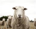Picture of Sheepily _GroupedProduct_Rectangle_Landscape_Photography _GroupedProduct_Rectangle_Landscape_Unframed_Print_Only_