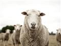Picture of Sheepily _GroupedProduct_Rectangle_Landscape_Photography _GroupedProduct_Rectangle_Landscape_Unframed_Print_Only_