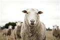 Picture of Sheepily _GroupedProduct_Rectangle_Landscape_Photography _GroupedProduct_Rectangle_Landscape_Unframed_Print_Only_