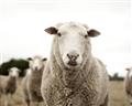 Picture of Sheepily _GroupedProduct_Rectangle_Landscape_Photography _GroupedProduct_Rectangle_Landscape_Unframed_Print_Only_