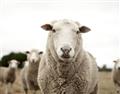 Picture of Sheepily _GroupedProduct_Rectangle_Landscape_Photography _GroupedProduct_Rectangle_Landscape_Unframed_Print_Only_