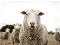 Picture of Sheepily _GroupedProduct_Rectangle_Landscape_Photography _GroupedProduct_Rectangle_Landscape_Unframed_Print_Only_