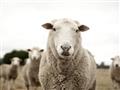Picture of Sheepily _GroupedProduct_Rectangle_Landscape_Photography _GroupedProduct_Rectangle_Landscape_Unframed_Print_Only_